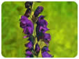 Las flores y su color violeta